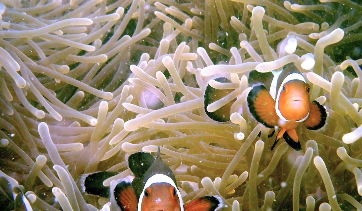 Clown Fish in Anemone in Teluk Datai