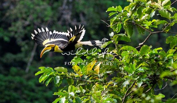 Wildlife For The Future - Hornbill in flight - with logo
