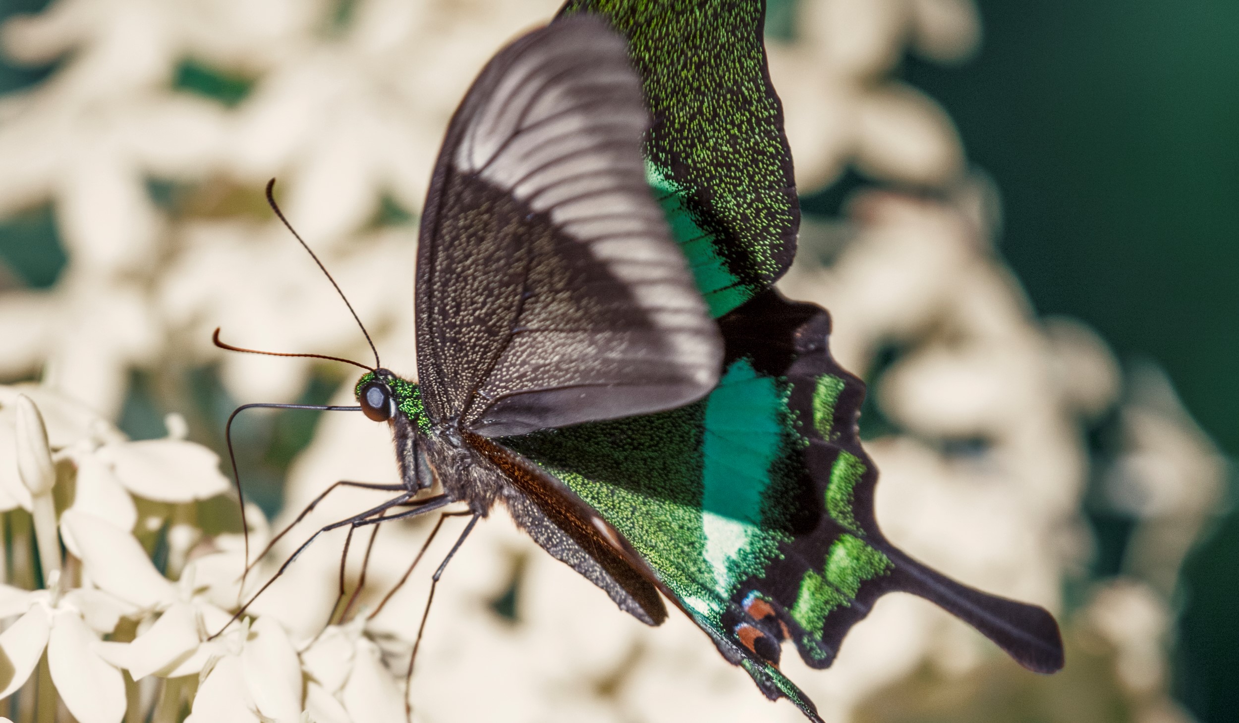 a single butterfly on a flower
