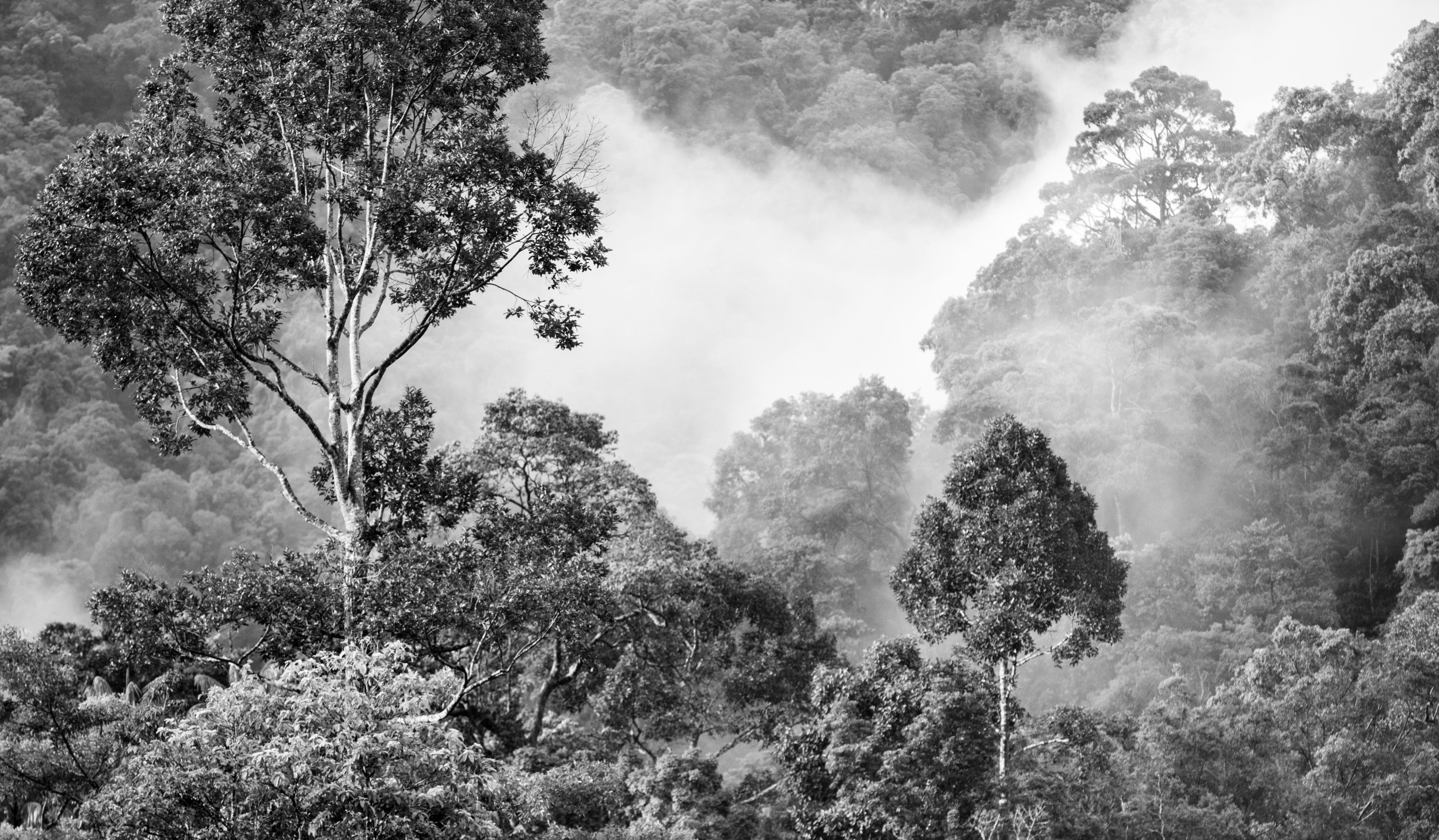 shot of the rainforest with a black and white filter applied