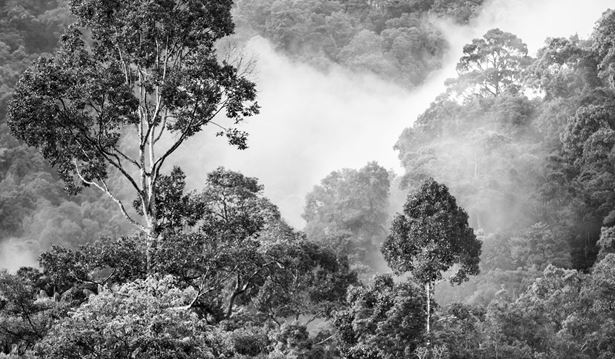shot of the rainforest with a black and white filter applied