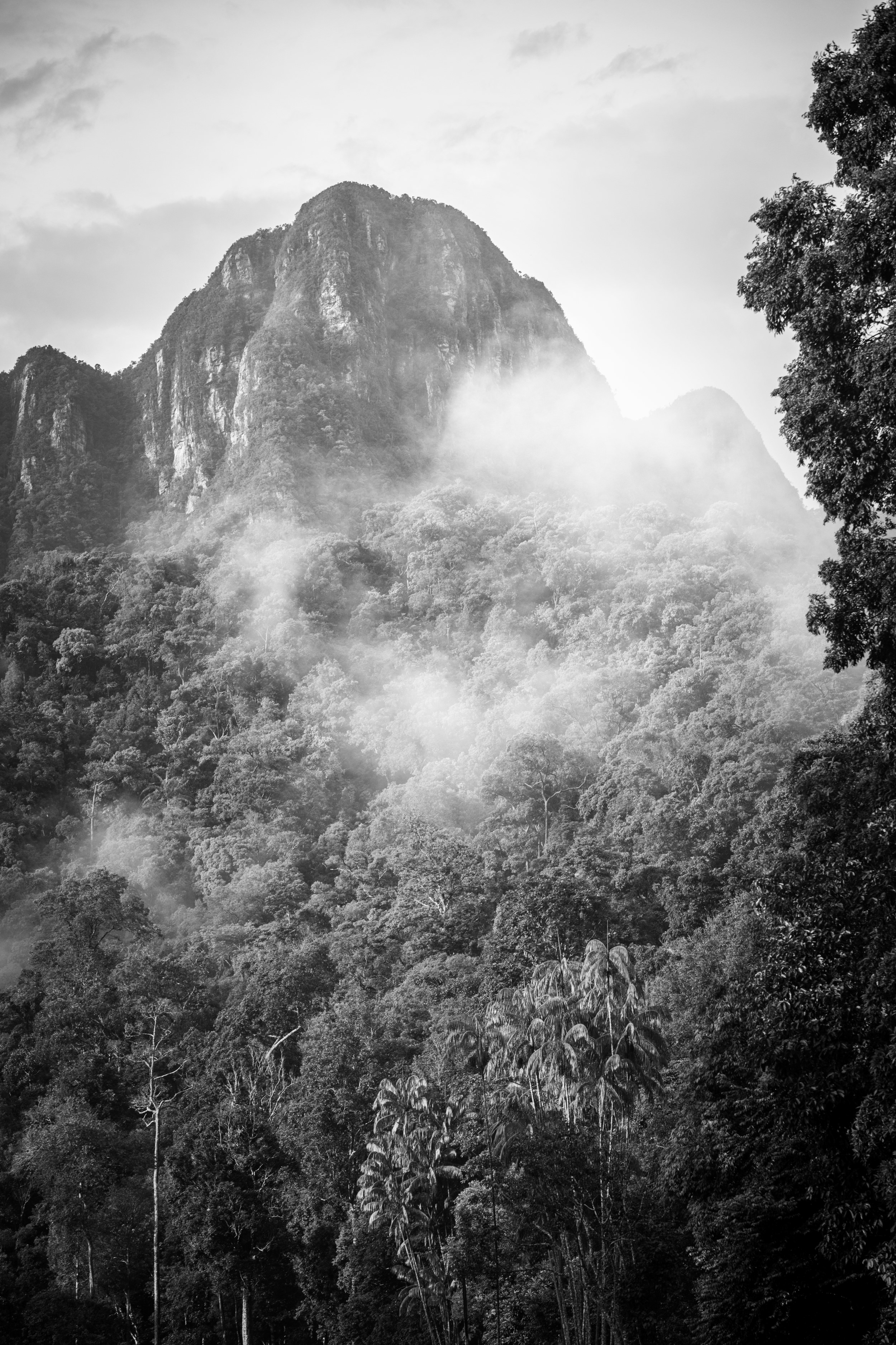 black and white and photo the rainforest of Langkawi its mountains