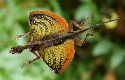 Lizards | The Datai Langkawi Resort Malaysia