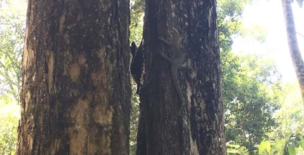 Colugo with a Monitor Lizard