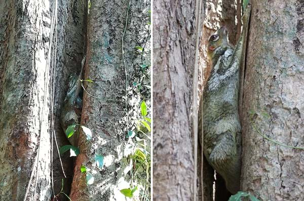 Colugo