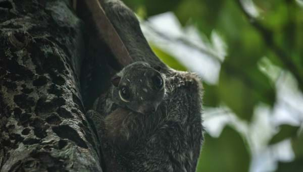 Colugos