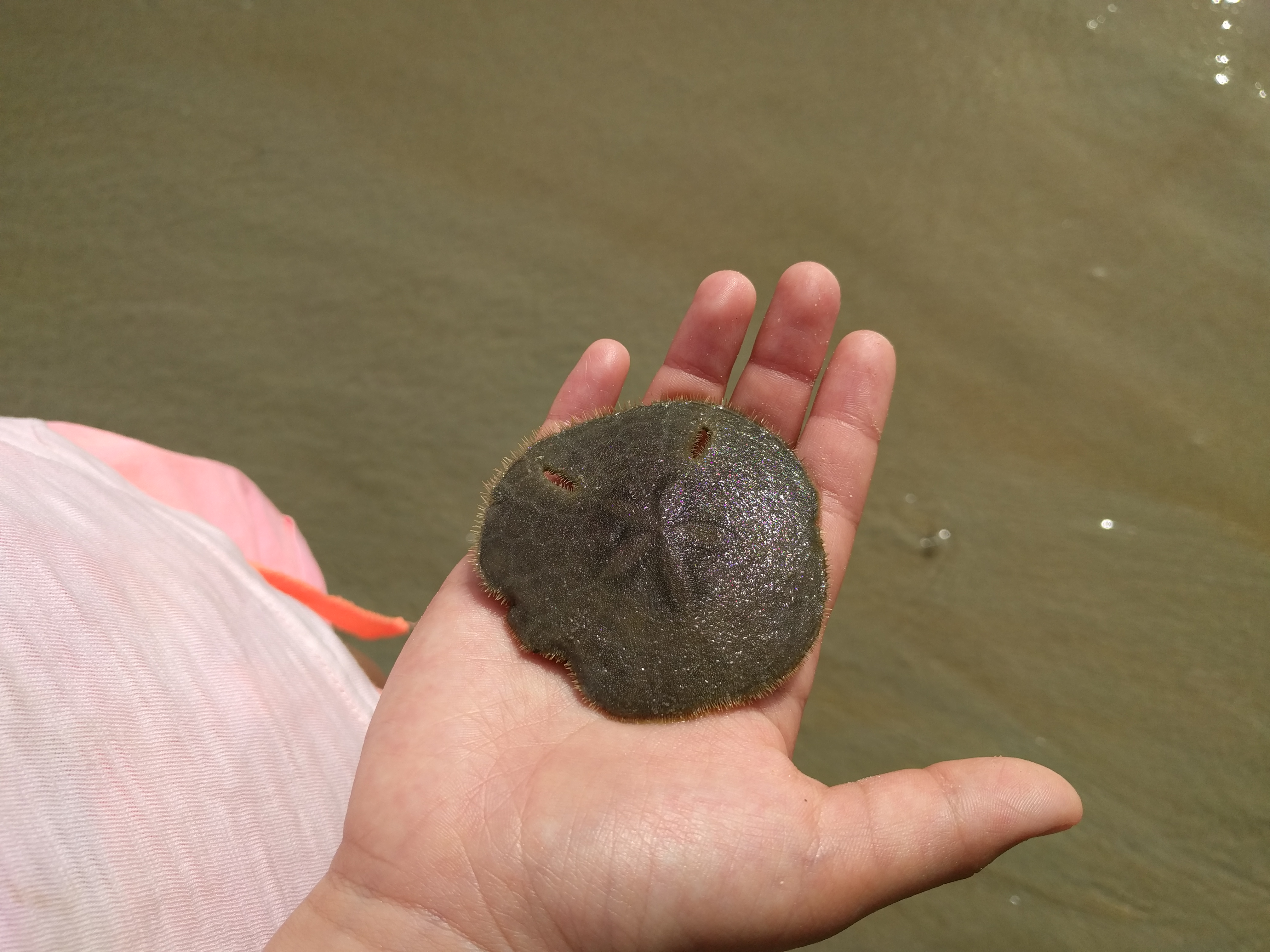 Sand Dollar Alive