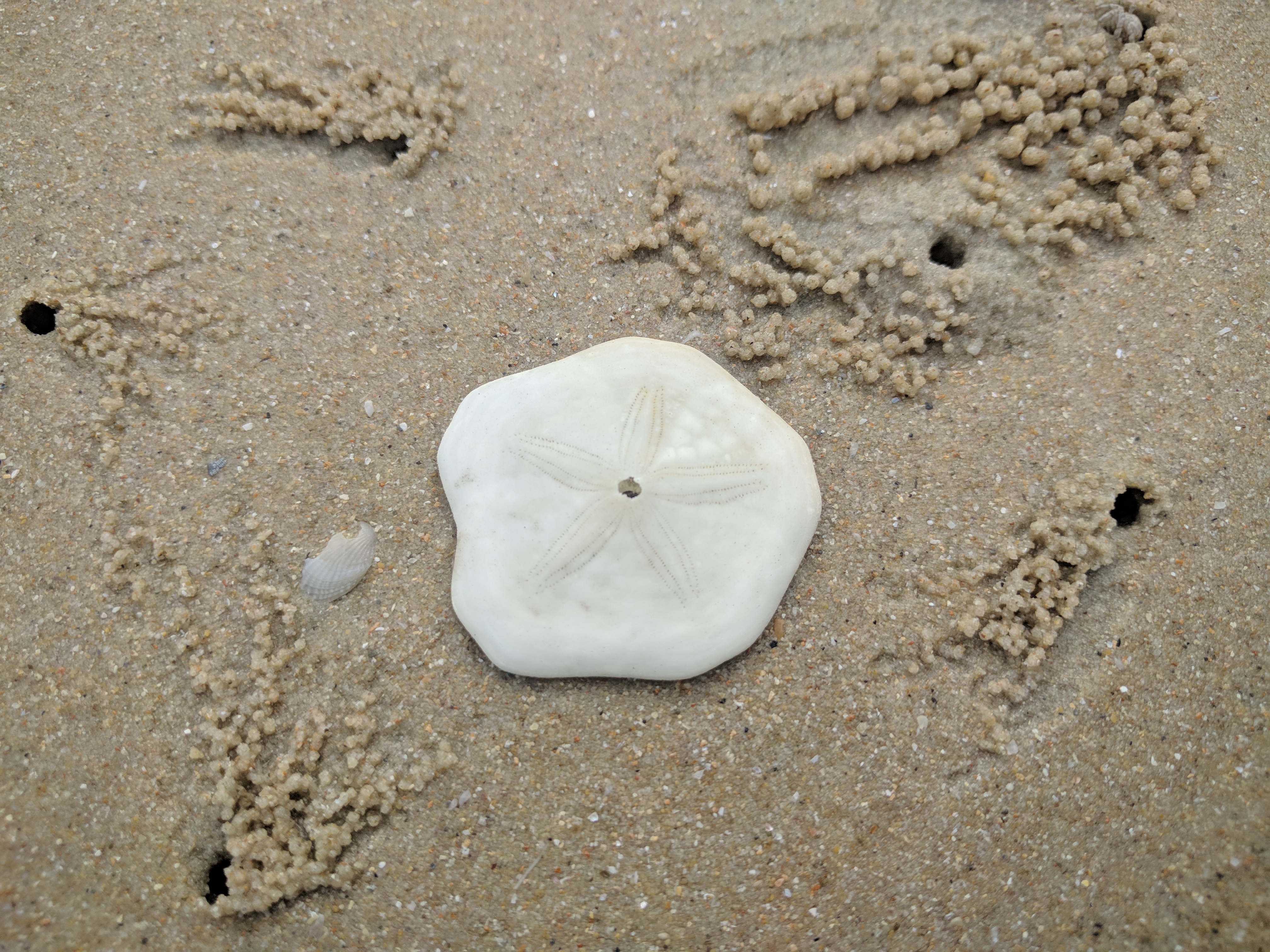 Sand Dollar Dead