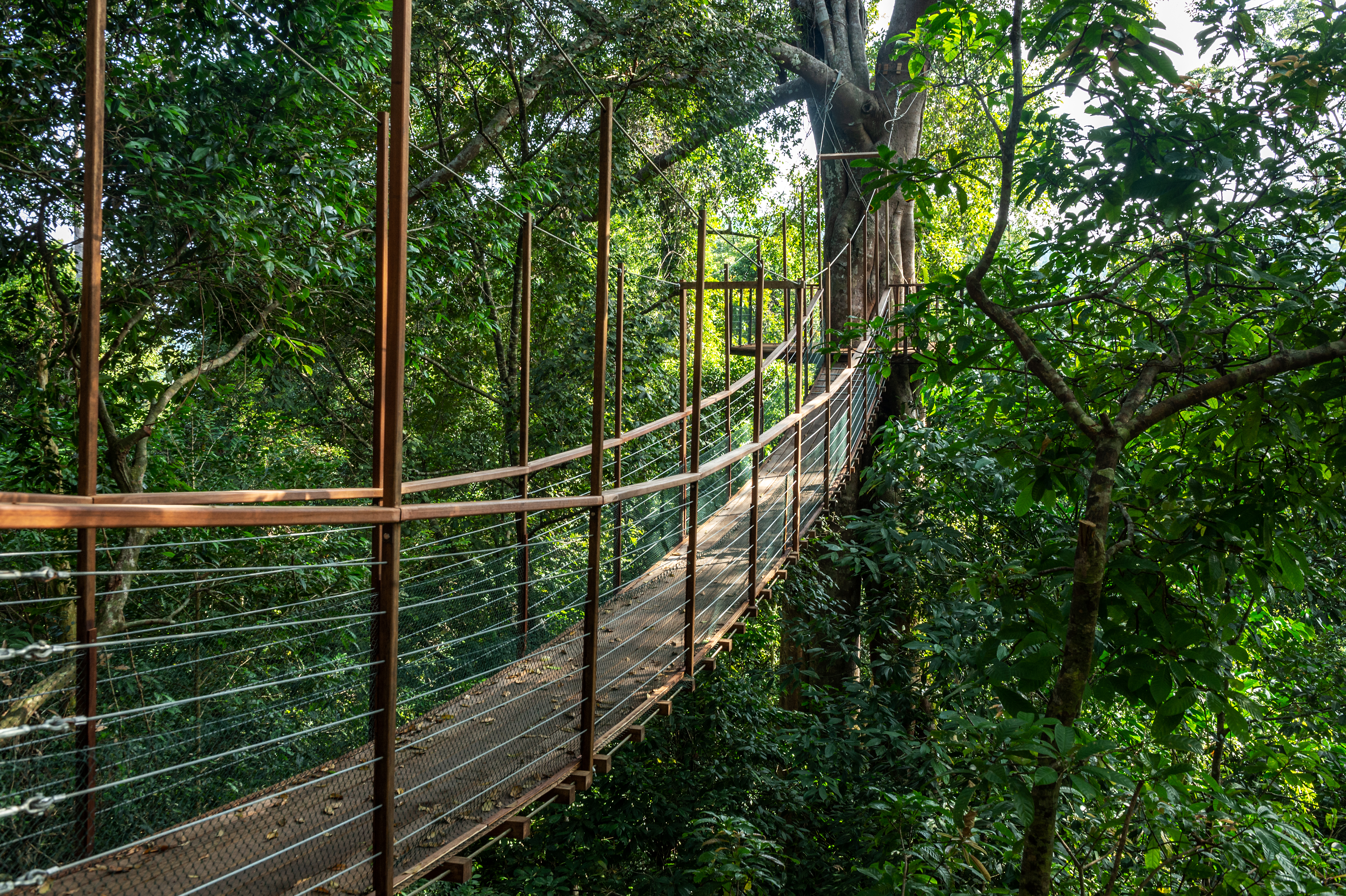The Datai Langkawi - Canopy Walk (Bridge)