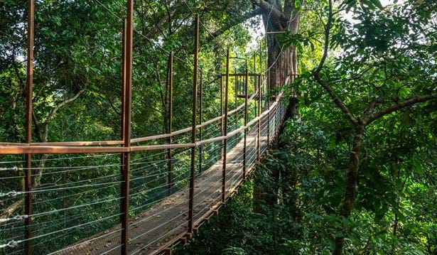 The Datai Langkawi - Canopy Walk (Bridge)
