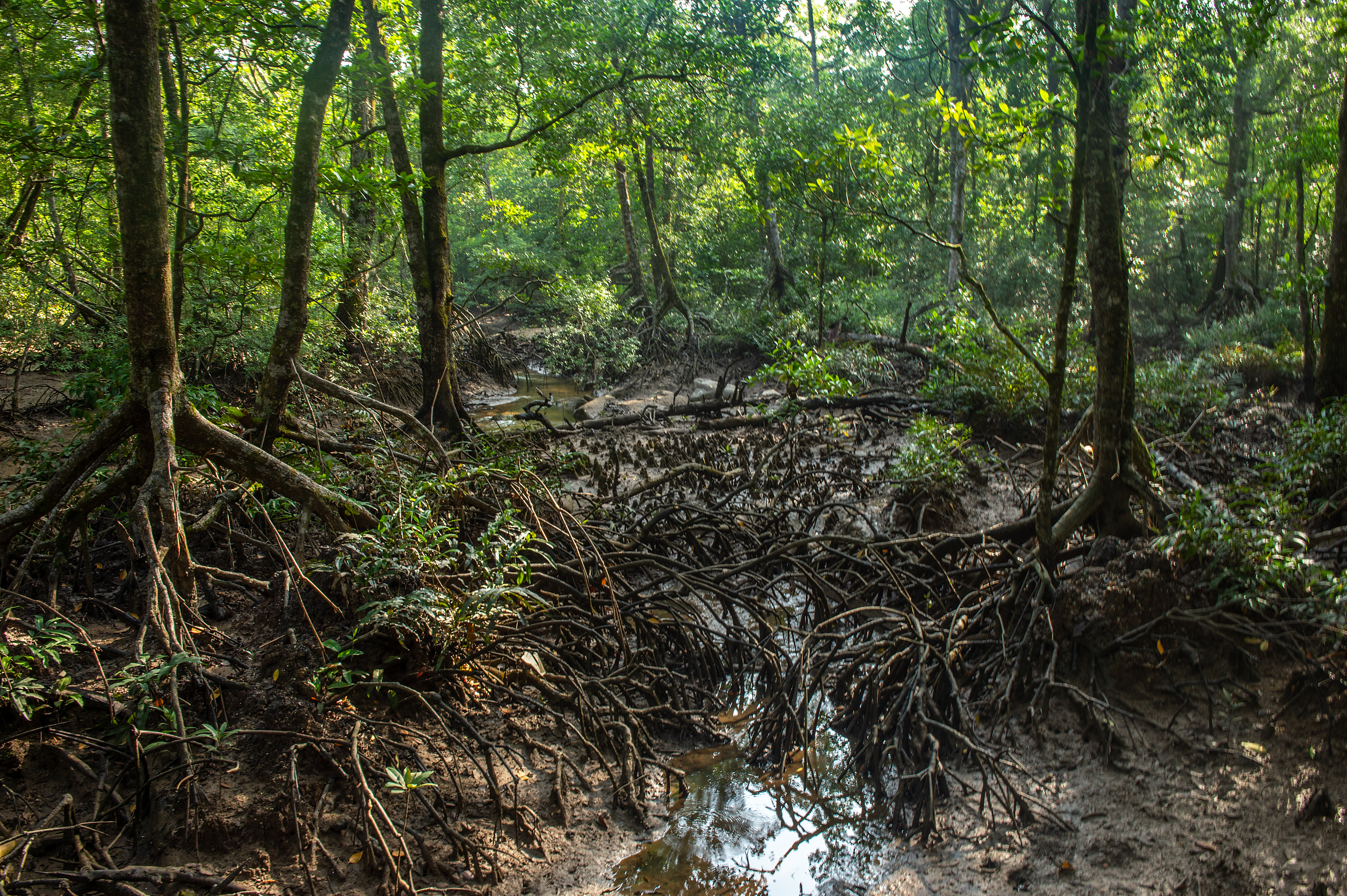 The Datai Langkawi - Journey Through The Forests (Mangrove)