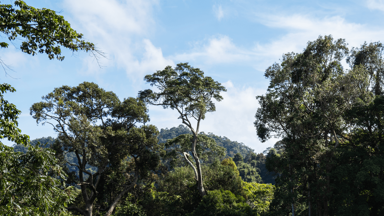 rainforest trees in a sunny setting