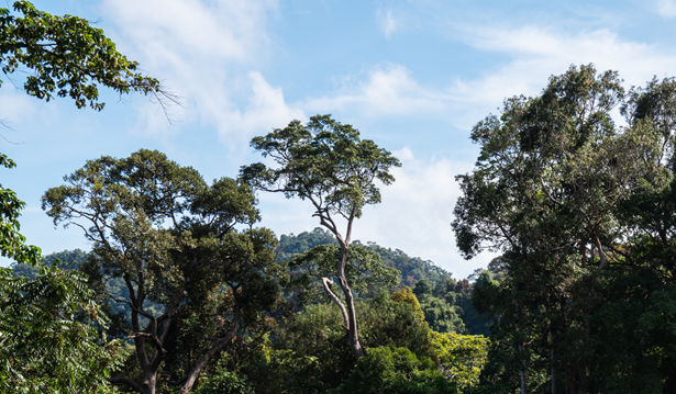rainforest trees in a sunny setting