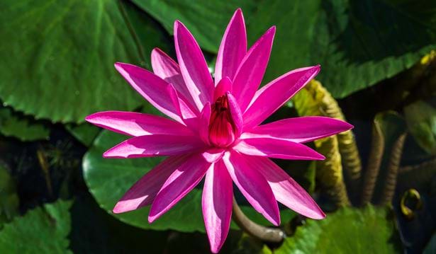 pink lily growing in the rainforest