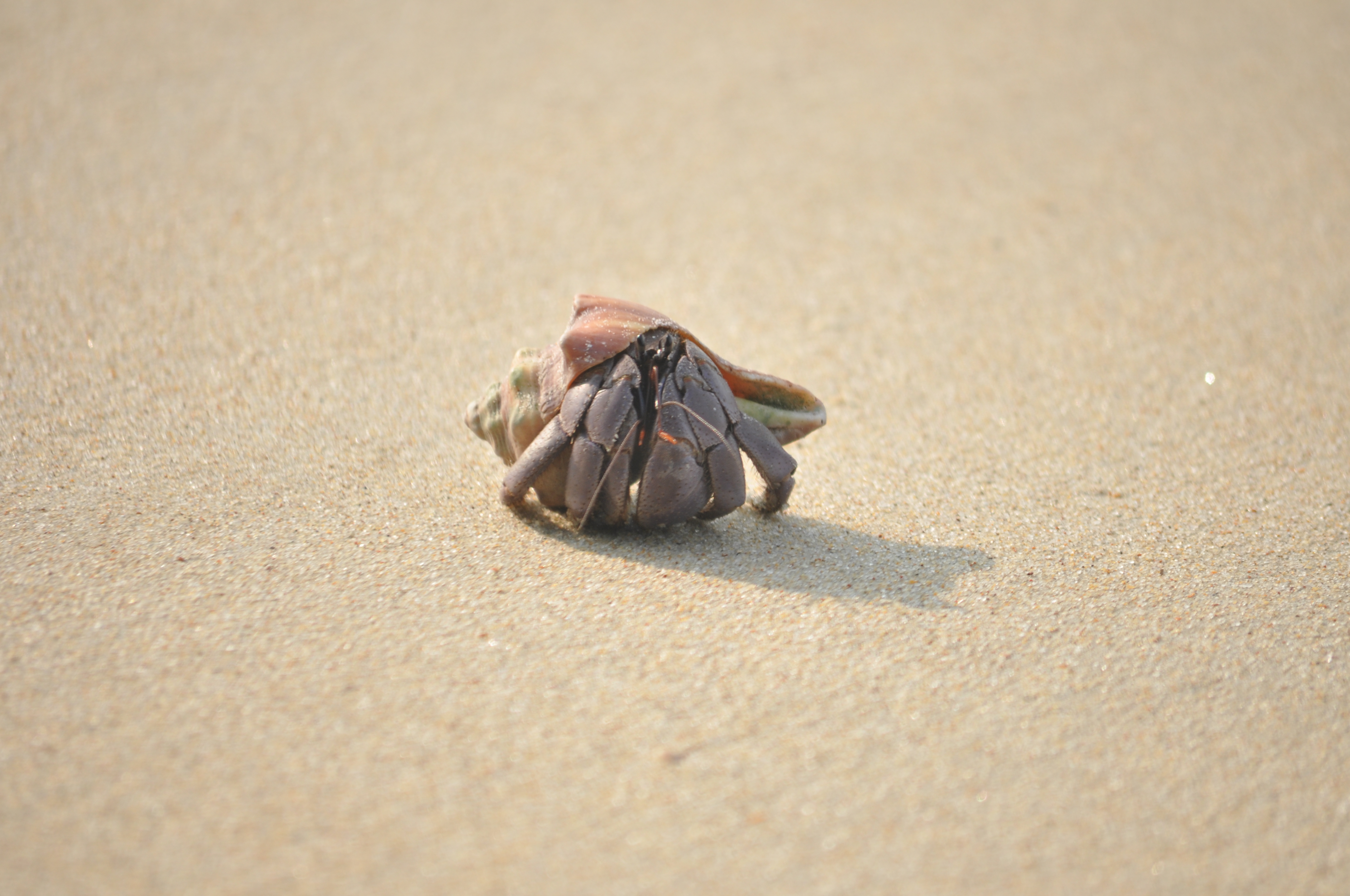 Terrestrial Hermit Crab