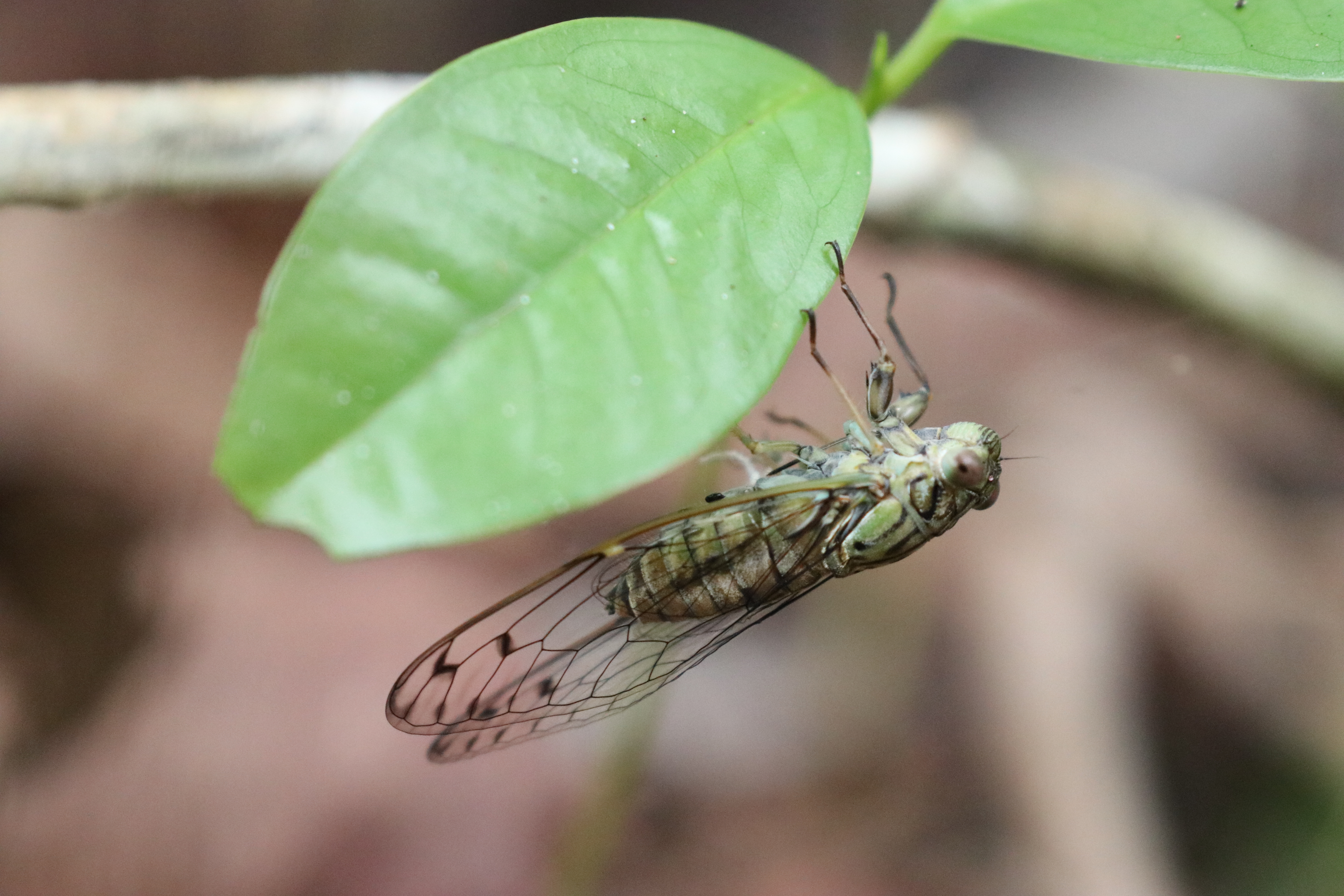 Cicada 1