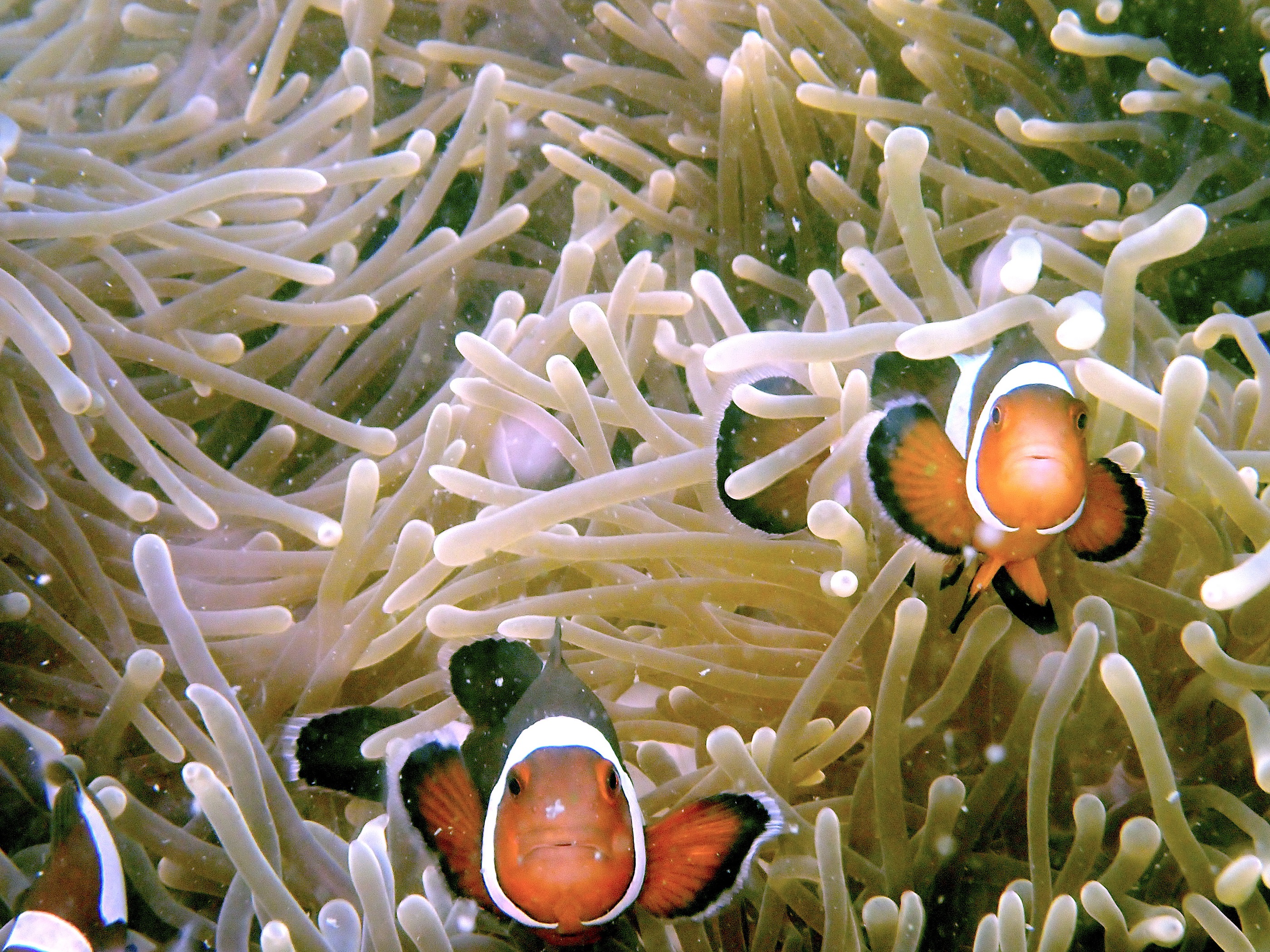 Clownfish and Anemone in Datai Bay