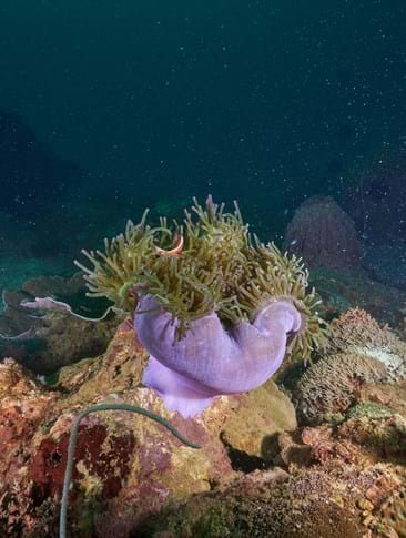 Sea Anemone in Datai Bay