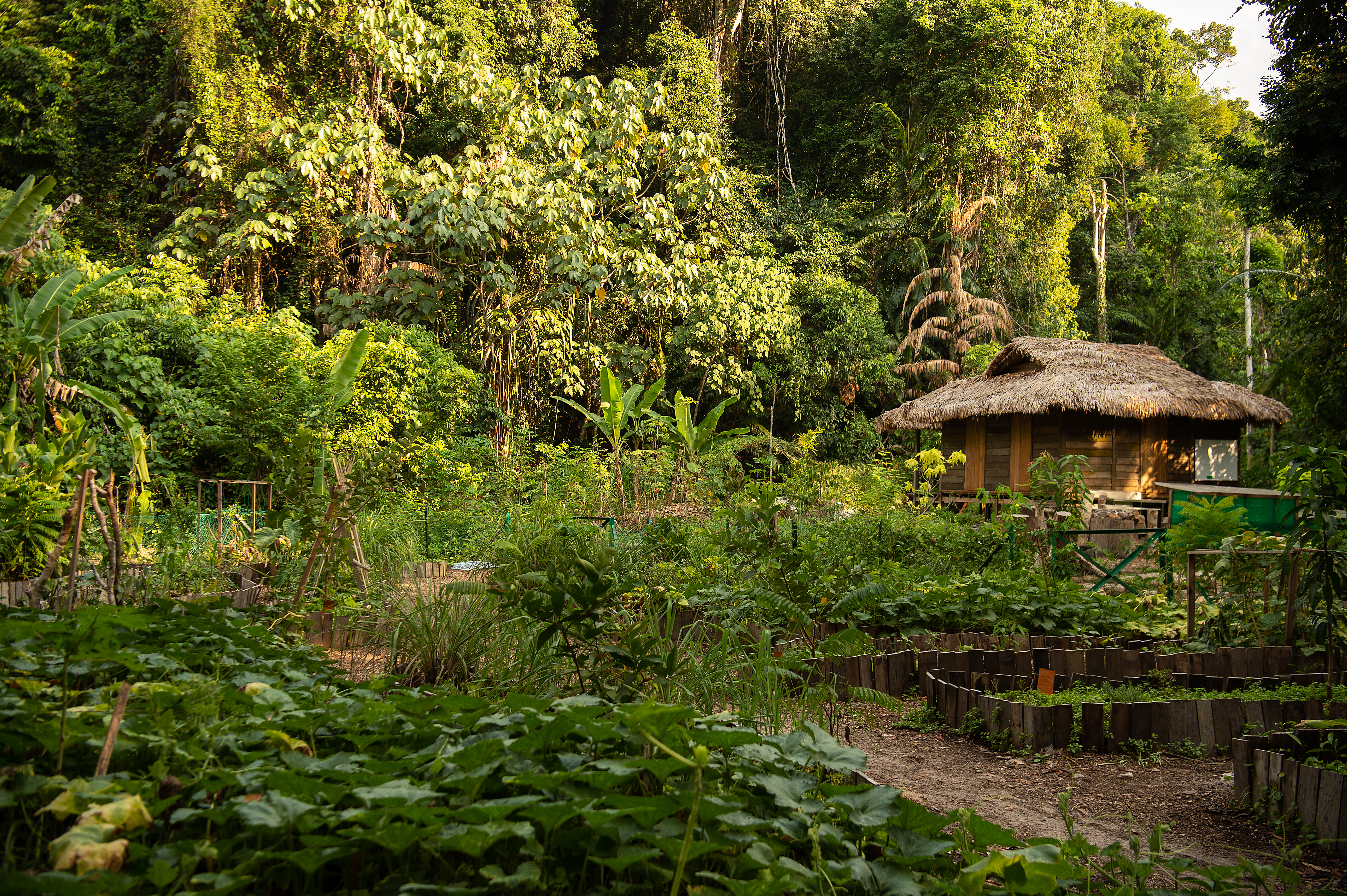 a wooden hut in the rainforest surrounded by rainforest with various plants growing around it