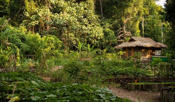 a wooden hut in the rainforest surrounded by rainforest with various plants growing around it