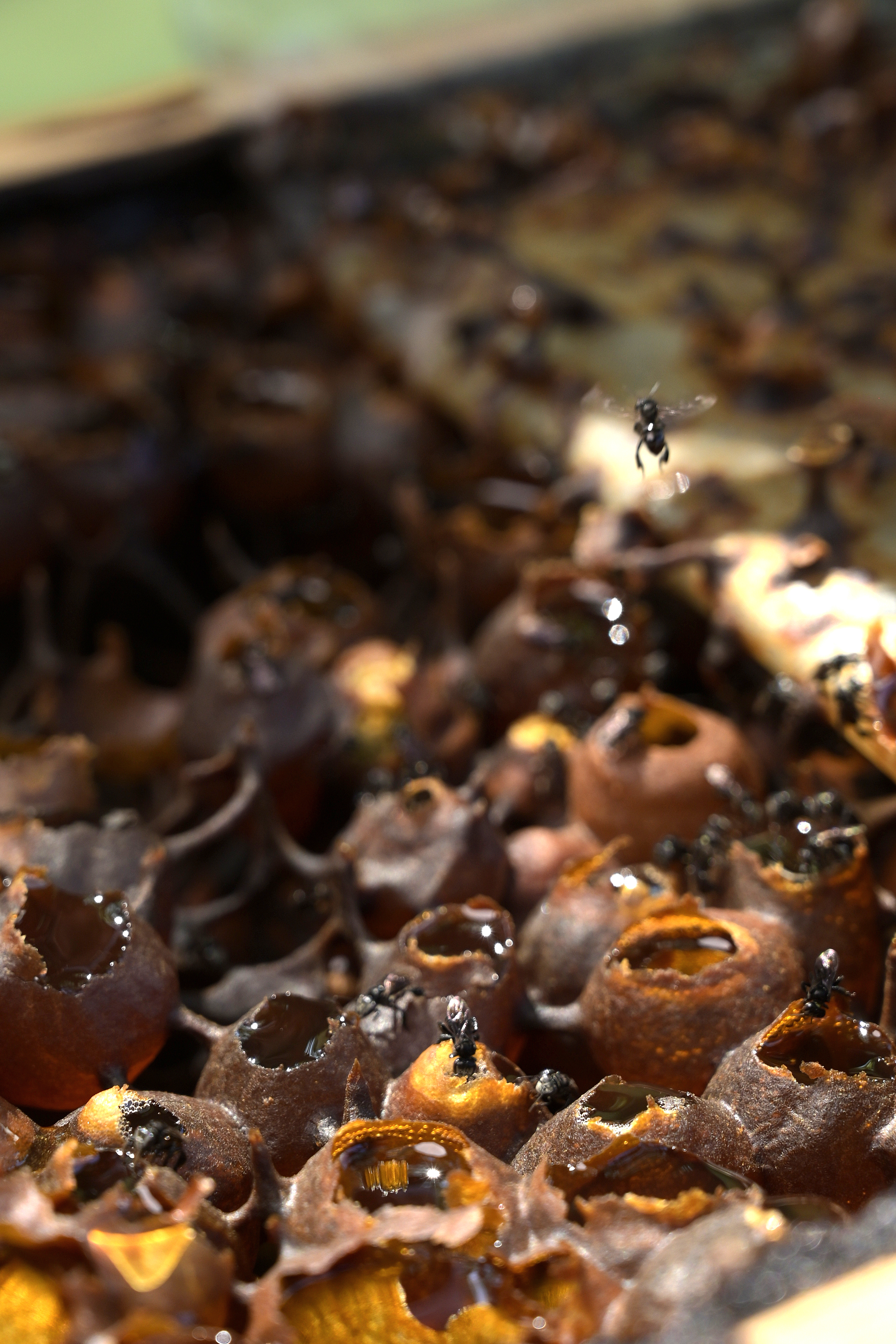 insects flying about a nest