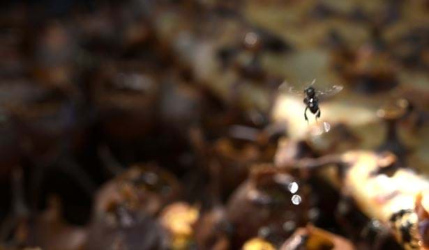 insects flying about a nest