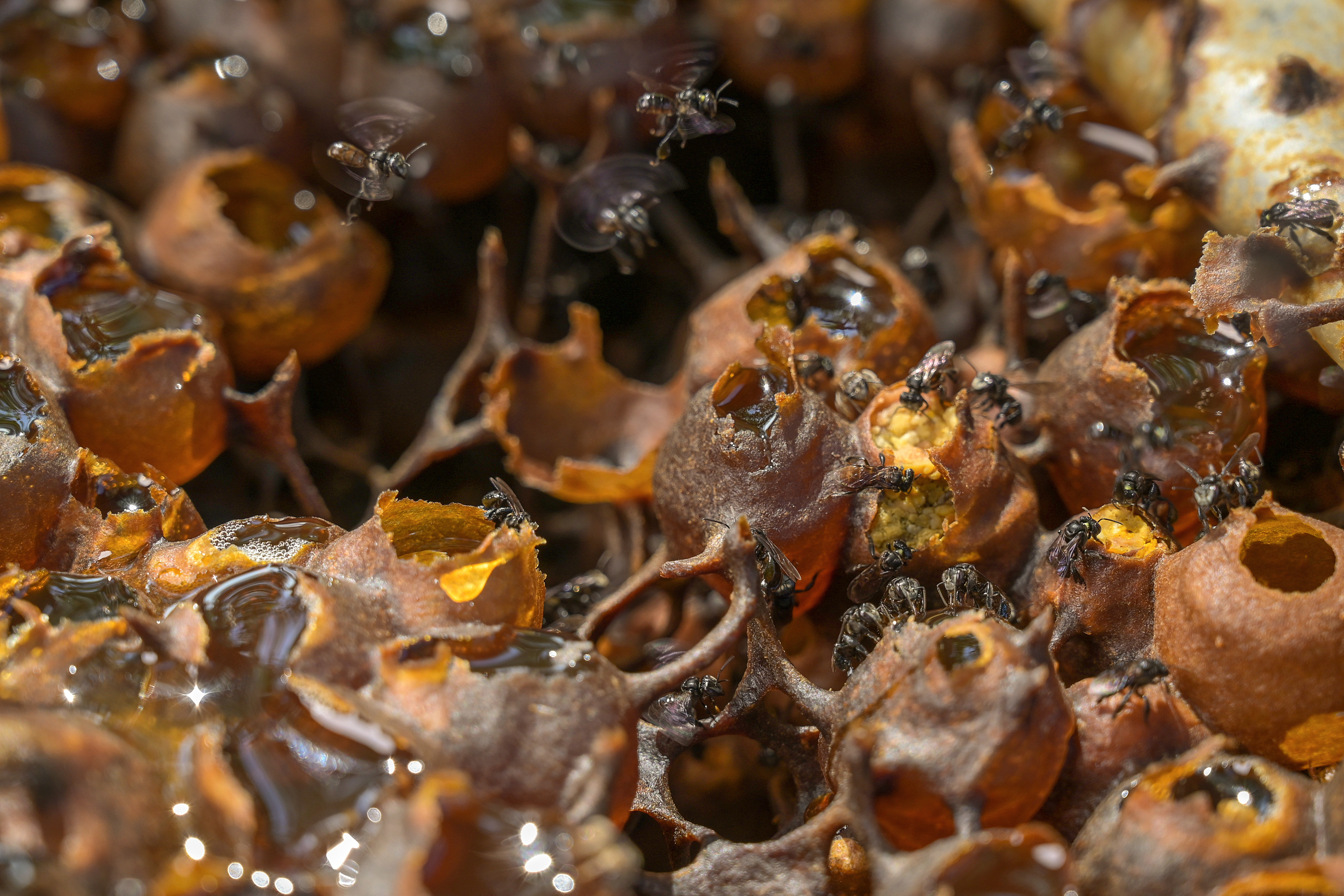 Stingless beehives