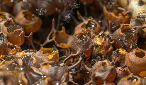 Stingless beehives