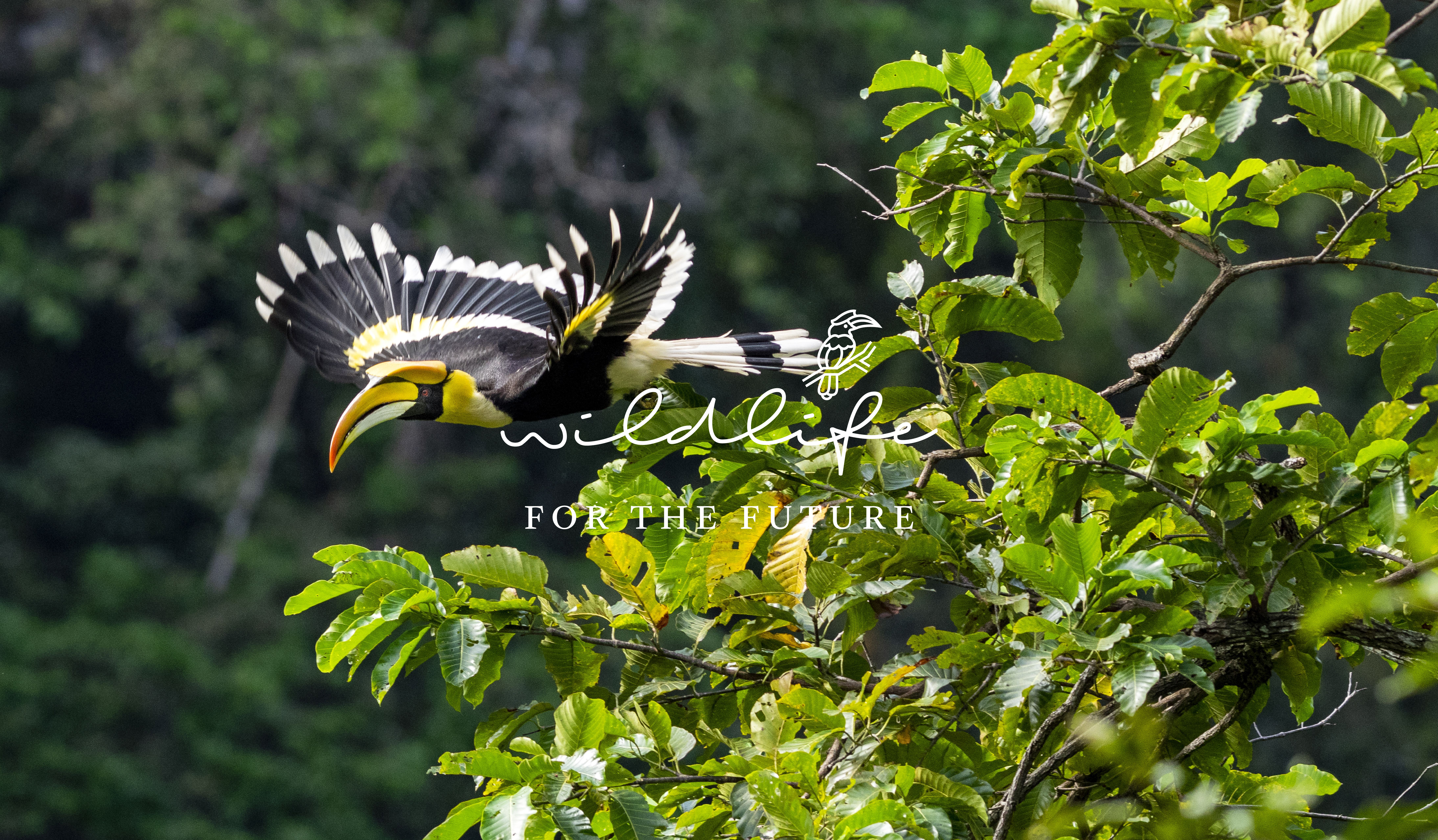 Wildlife For The Future - Hornbill in flight - with logo